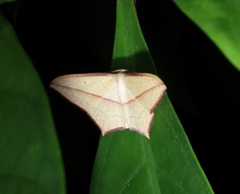 Timandra convectaria