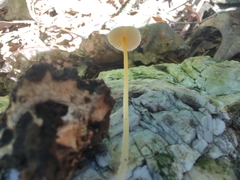 Mycena crocea