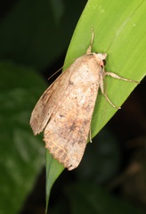 Tiracola aureata