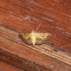 Diacme mopsalis