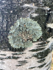 Flavopunctelia soredica