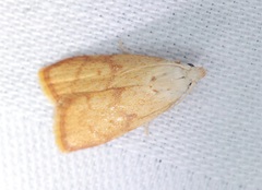 Tirathaba irrufatella