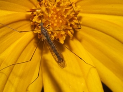 Limoniidae