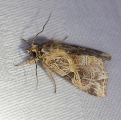 Callopistria flavitincta