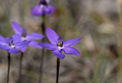 Glossodia minor