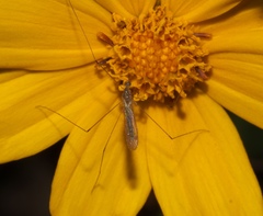 Limoniidae