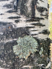 Flavopunctelia soredica