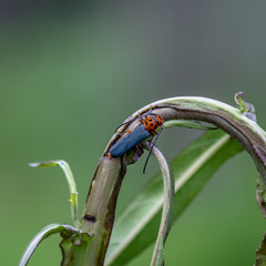 Pseudolinda quinquepunctata