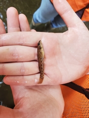 Etheostoma olmstedi
