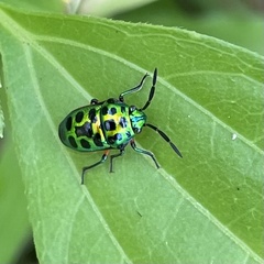 Chrysocoris stollii