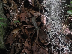 Gerrhonotus infernalis