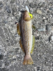 Hexagrammos decagrammus