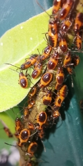 Tropidothorax sinensis