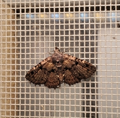 Metalectra quadrisignata