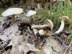 Suillus placidus