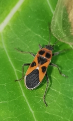 Tropidothorax sinensis