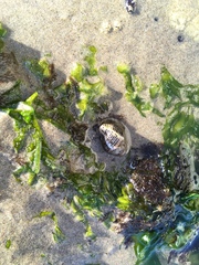 Acanthinucella spirata