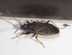 Perigenes constrictus