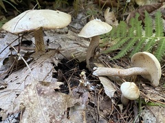 Suillus placidus