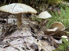 Suillus placidus