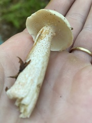 Suillus placidus