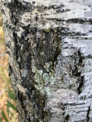 Flavopunctelia soredica