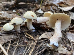 Suillus placidus