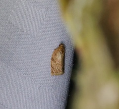 Adoxophyes privatana