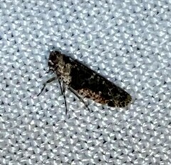 Catonia nava