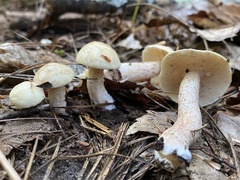 Suillus placidus