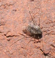 Chironomidae