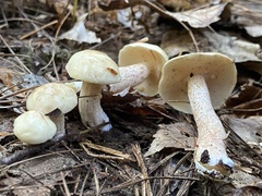 Suillus placidus