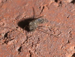 Chironomidae