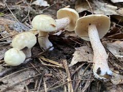 Suillus placidus