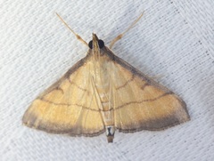 Cnaphalocrocis medinalis