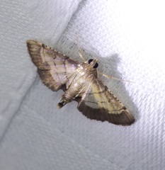 Cnaphalocrocis
