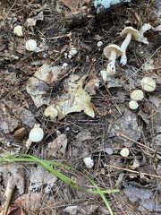 Suillus placidus