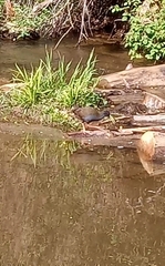Pardirallus sanguinolentus