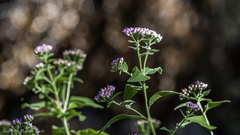 Pluchea odorata odorata