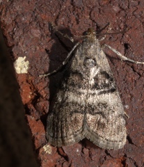 Pococera asperatella
