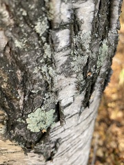 Flavopunctelia soredica