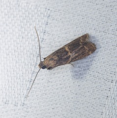 Mesciniadia infractalis