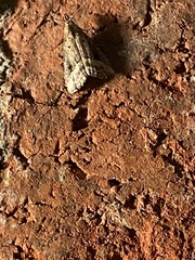 Hypenodes fractilinea