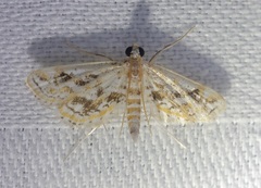 Parapoynx diminutalis