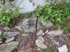 Pantherophis bairdi