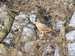 Buteogallus meridionalis