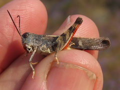 Cratypedes neglectus