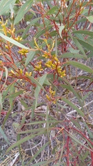 Eucalyptus dumosa