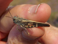 Cratypedes neglectus