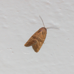 Noctuinae